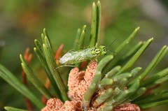 Rhogogaster punctulata