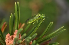 Rhogogaster punctulata