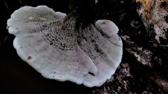 Hydnellum scrobiculatum