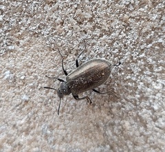 Lagria villosa