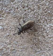 Lagria villosa