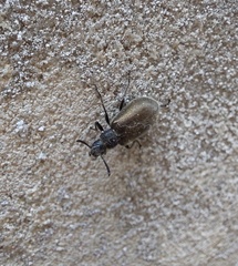 Lagria villosa