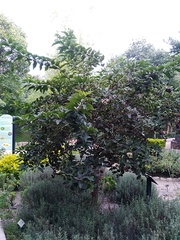 Ehretia latifolia