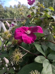 Clematis patens