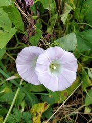 Calystegia sepium spectabilis