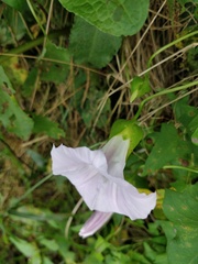 Calystegia sepium spectabilis