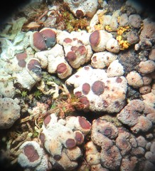 Acarospora nodulosa