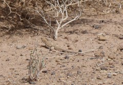 Acanthodactylus boskianus