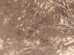 Acanthodactylus boskianus