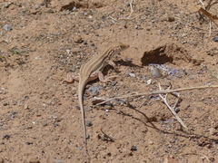 Acanthodactylus boskianus