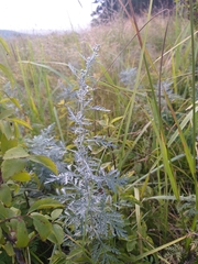 Artemisia messerschmidtiana