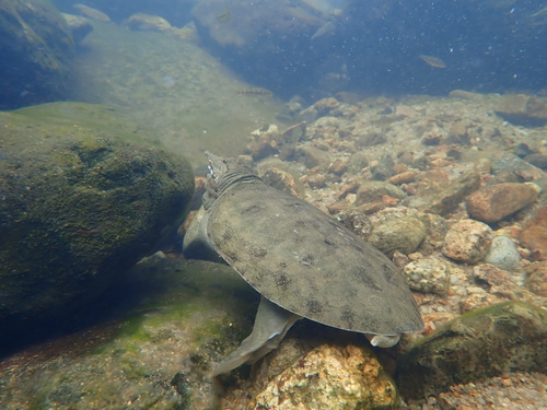 Chinese Softshell Turtle