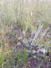 Artemisia messerschmidtiana