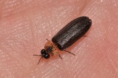 Atyphella scintillans