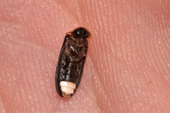 Atyphella scintillans