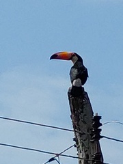 Ramphastos toco