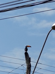 Ramphastos toco