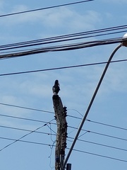 Ramphastos toco