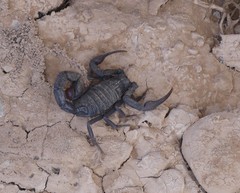 Hottentotta gentili