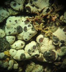 Acarospora nodulosa