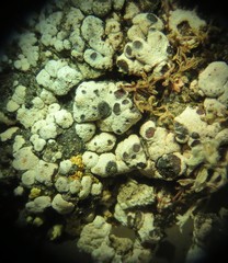 Acarospora nodulosa
