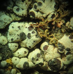 Acarospora nodulosa