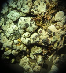 Acarospora nodulosa