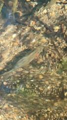 Achondrostoma