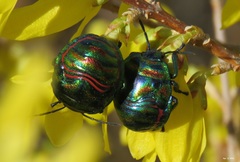 Poecilocoris splendidulus