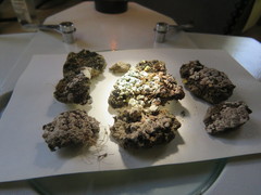Acarospora nodulosa