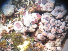 Acarospora nodulosa