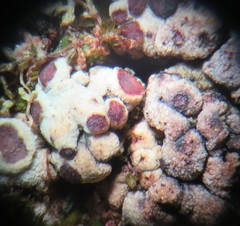 Acarospora nodulosa