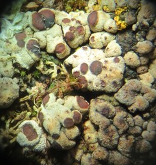 Acarospora nodulosa