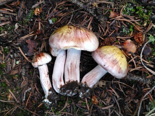 blotched woodwax (Hygrophorus erubescens)