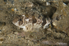 Centropogon australis
