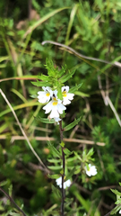 Euphrasia cuspidata
