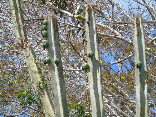 Pilosocereus catingicola (Gürke) Byles & G.D.Rowley