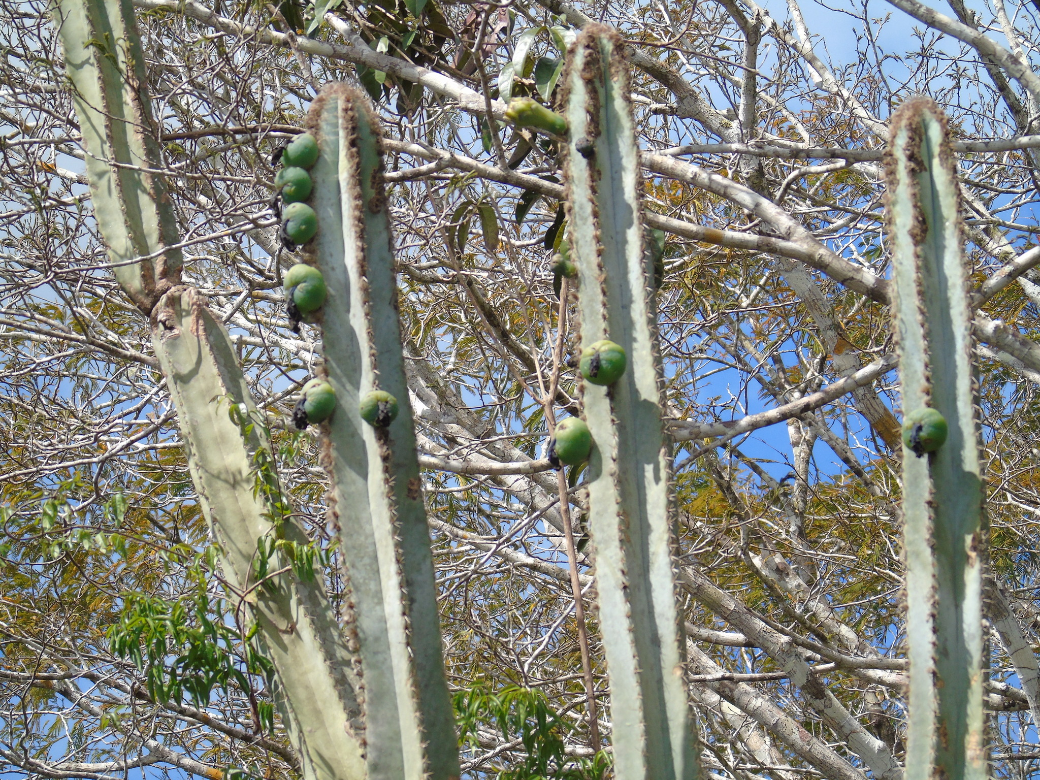 Pilosocereus catingicola