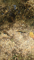 Achondrostoma