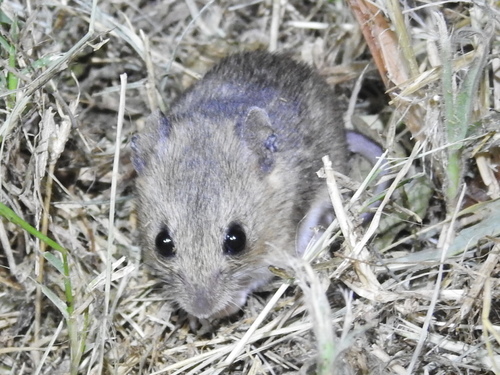 Plains Harvest Mouse (Reithrodontomys montanus)