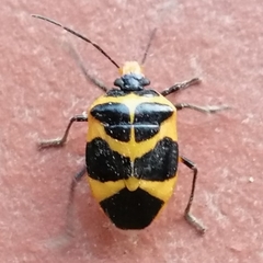 Arocera apta