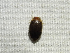 Laccophilus proximus