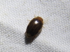 Laccophilus proximus