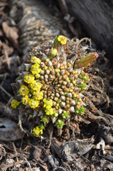 Euphorbia flanaganii