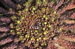 Euphorbia flanaganii