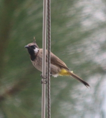 Pycnonotus leucogenys