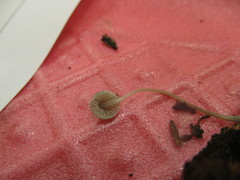 Mycena subcaerulea