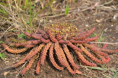 Euphorbia flanaganii