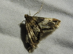 Usingeriessa