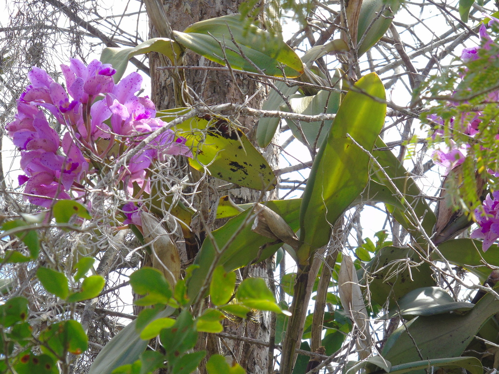 Foto de Cattleya amethystoglossa